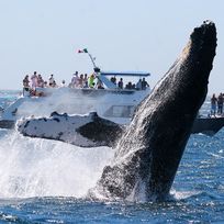 Alistate-Tour avistaje ballenas