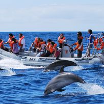 Alistate-Avistaje de delfines