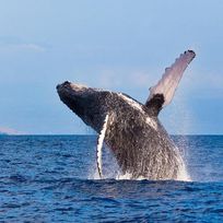 Alistate-Avistaje de ballenas