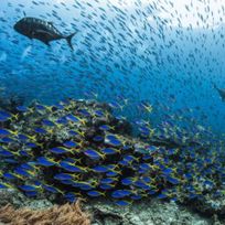 Alistate-Snorkel arrecifes