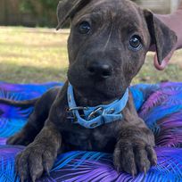 Alistate-Donación a Patitas Glew