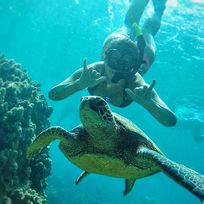 Alistate-Snorkeling en Turtle Town