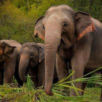 Alistate-Luna de Miel - Bangkok - Santuario de elefantes de la etnia en Pattaya