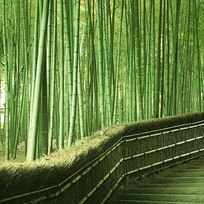 Alistate-Almuerzo en Arashiyama Bamboo Grove 