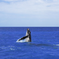 Alistate-Dr. Michael Poole`s Dolphin & Whale Watching Expedition