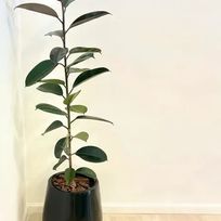 Alistate-Maceta con planta gomero
