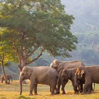 Alistate-2 entradas para Elephant Nature Park