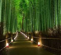 Alistate-Excursion Bosque de Bambu Kioto
