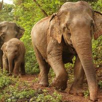 Alistate-Excursión Elefantes