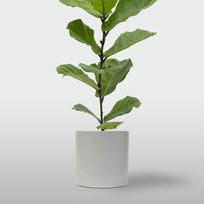 Alistate-Ficus Pandurata