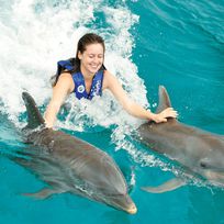Alistate-Excursión nado con delfines