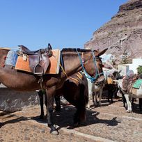 Alistate-Paseo a caballo Santorini