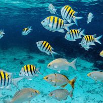 Alistate-Snorkeling en Bahamas