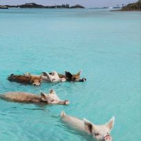 Alistate-Pig Beach - Bahamas