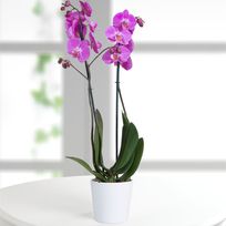 Alistate-Orquídea Phalaenopsis