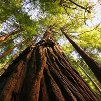 Alistate-MUIR WOODS & SAUSALITO - Day Tour