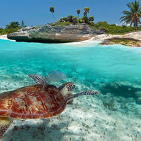 Alistate-Nadar con Tortugas