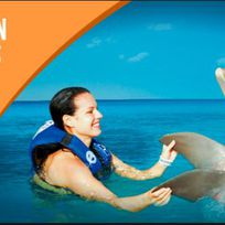 Alistate-Nado con Delfines en Playa del Carmen