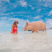 Alistate-Excursion a Pig Beach