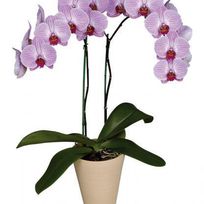 Alistate-Una Orquídea