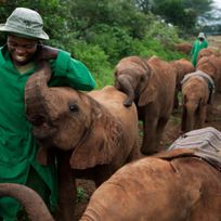 Alistate-Orfanato de Elefantes