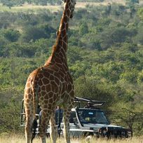 Alistate-Safari de 2 hs en Kenia