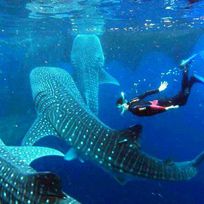 Alistate-Snorkel entre tiburones ballena