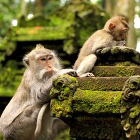 Alistate-Excursión a Monkey Forest - Bali