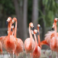 Alistate-Paseo con los Flamingos