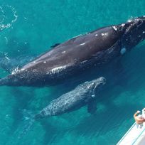 Alistate-Excursión para ver ballenas