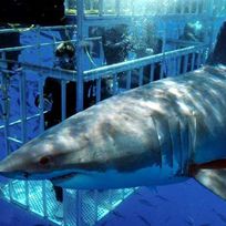 Alistate-Buceo con tiburones blancos