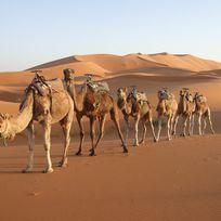 Alistate-Paseo en camello luna de miel