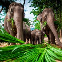 Alistate-Trekking en elefante