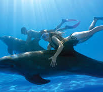 Alistate-Nadar con Delfines en Aguas Abiertas