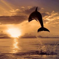 Alistate-Crucero al atardecer con delfines