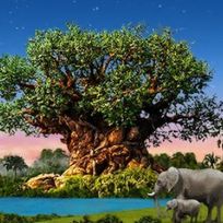 Alistate-Animal Kingdom + Hollywood Studios - Disney