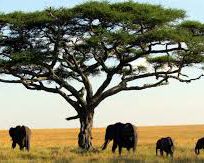 Alistate-Excursión Parque Nacional