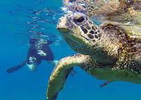 Alistate-Excursión Snorkel Hawaii