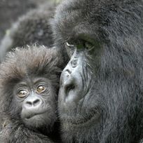 Alistate-Visita a los Gorilas