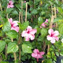Alistate-Planta de rosa china / hibiscus