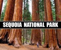 Alistate-Excursion a Parque Ncional Sequoia