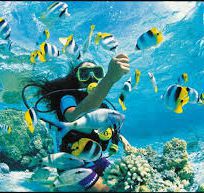Alistate-Scuba diving en Bora Bora