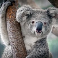 Alistate-Australia Zoo Tickets