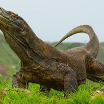 Alistate-Visita Isla Dragones de Komodo