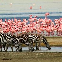 Alistate-Excursión Lago Nakuru