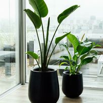 Alistate-Set de maceta con planta