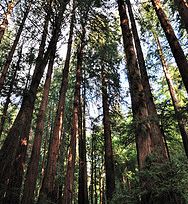 Alistate-Excurison a Muir Woods y Sausalito