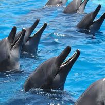 Alistate-Nadar con Delfines para 2!