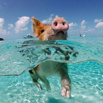 Alistate-Swimming with Pigs/ Nadando con los chanchitos