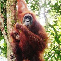 Alistate-Dia de Safari por Sumatra